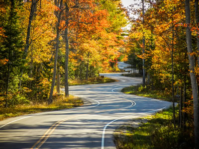 winding road through the woods